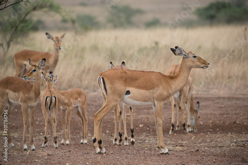 Herd of female Impala