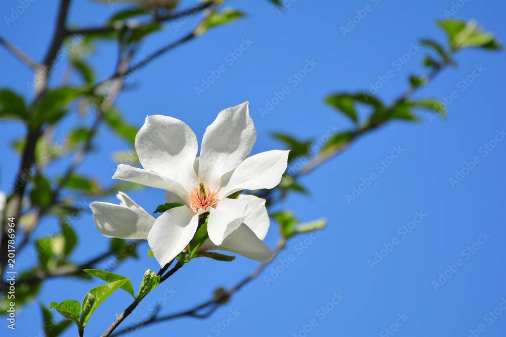 Sweet white flowers blooming magnolia in the spring garden. Blossoming tree. Sweet white flowers blooming magnolia in the spring garden. Blossoming tree.