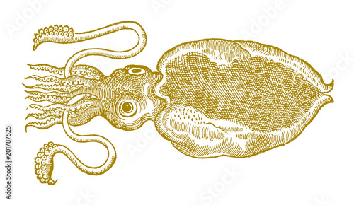Cuttlefish (sepia) in top view (after a historic or vintage woodcut illustration from the 16th century)
