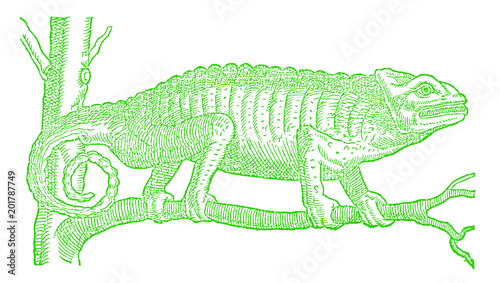 chameleon sitting on a branch (after a historic or vintage woodcut illustration from the 16th century)