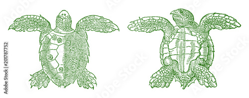 Marine sea turtle in top view and bottom view, after vintage woodcut illustration from 16th century