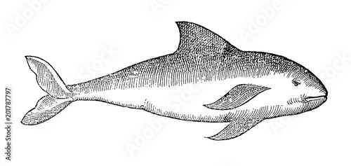 killer whale orcinus orca in profile view, after vintage woodcut illustration from 16th century