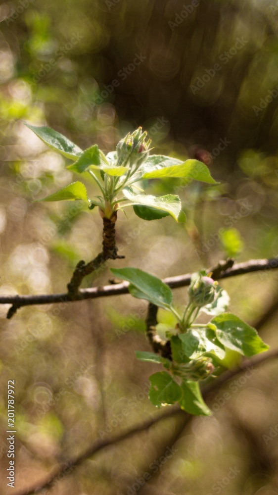 Apple blossom, apple blossoming twig, spring fruit background. Apple blossom, apple blossoming twig, spring fruit background.