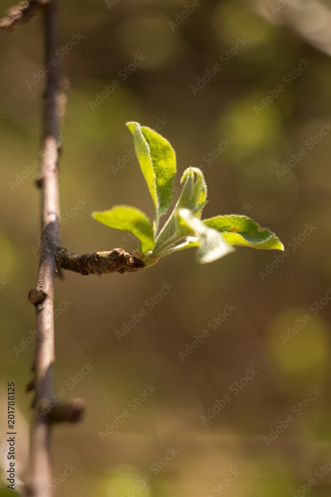 Apple blossom, apple blossoming twig, spring fruit background. Apple blossom, apple blossoming twig, spring fruit background.