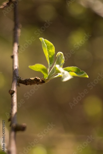 Apple blossom  apple blossoming twig  spring fruit background.