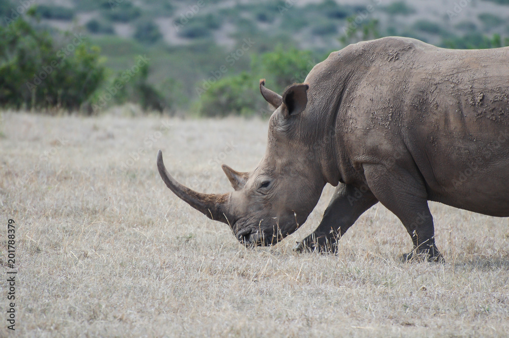 Obraz premium Black Rhino in Solio Reserve Kenya
