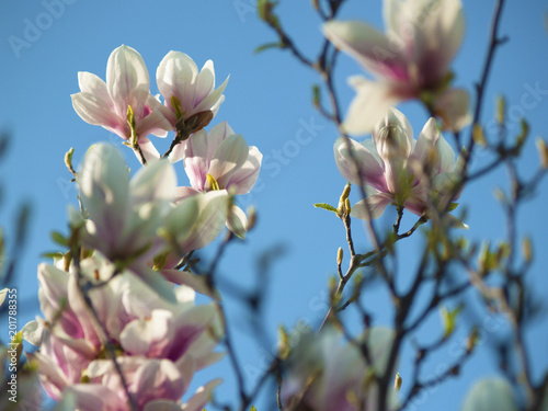 magnolia rose pâle qui fleurit abondamment - un gros plan sur les boutons floraux, ciel au fond photo