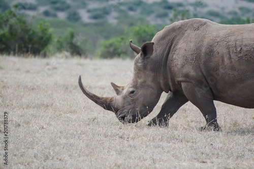 Black Rhino in Solio Reserve Kenya