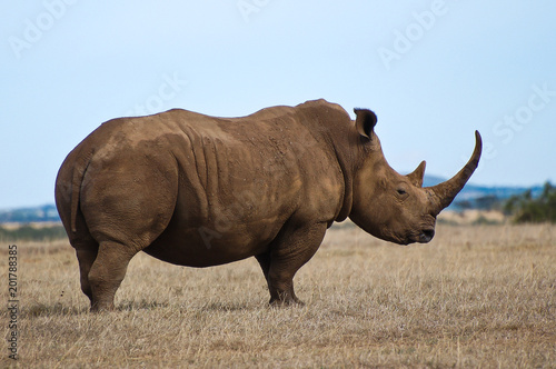 Black Rhino in Solia Reserve  Kenya