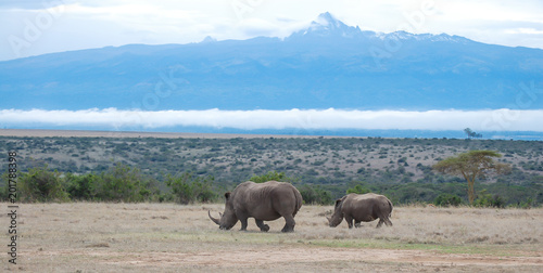White Rhino in Solio Reserve in Kenya, Mt Kenya in the background photo