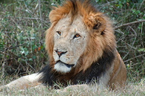Fototapeta Naklejka Na Ścianę i Meble -  Lion in Solio reserve Kenya