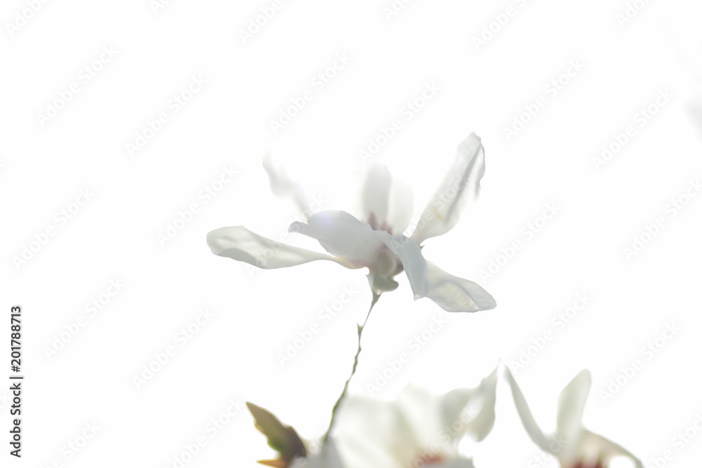 Obraz premium Magnolia Kobus, white magnolia flowers in the sunlight, a blurred background, an unopened bud, a beautiful natural background, a blank for a designer, a spring botanical garden