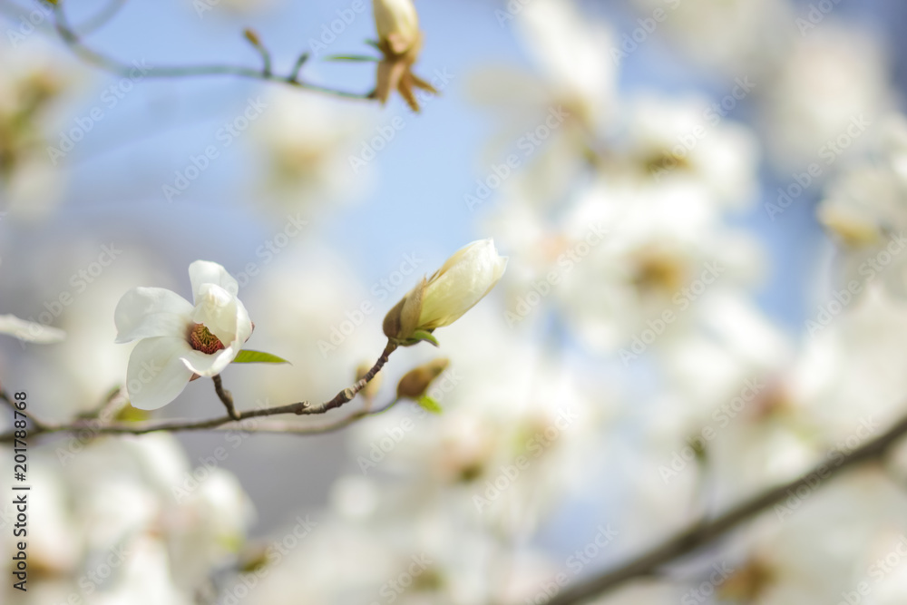 Magnolia Kobus, white magnolia flowers in the sunlight, a blurred background, an unopened bud, a beautiful natural background, a blank for a designer, a spring botanical garden