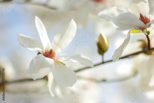 Magnolia Kobus, white magnolia flowers in the sunlight, a blurred background, an unopened bud, a beautiful natural background, a blank for a designer, a spring botanical garden