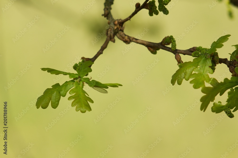 Oak, oak leaf twig, spring fresh green oak leaves. Oak, oak leaf twig, spring fresh green oak leaves.