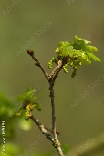 Oak, oak leaf twig, spring fresh green oak leaves.