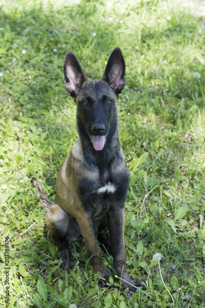 Malinois, german shepherd, puppy, sweet, pet, animal, dog Malinois, german shepherd, puppy, sweet, pet, animal, dog
