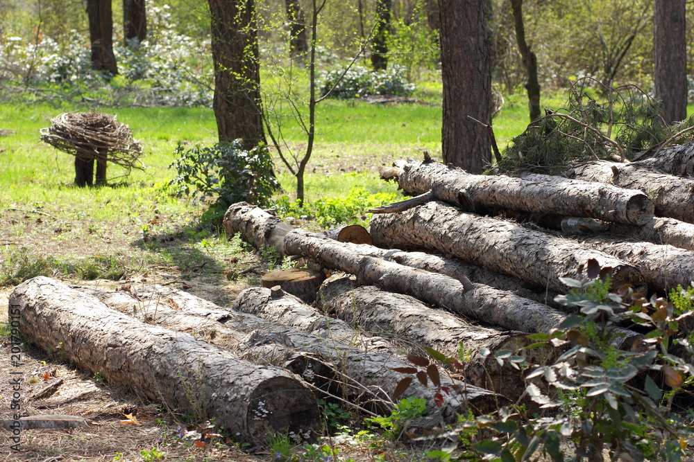 Felled pine trees in the forest, deforestation, ecological problems of the Earth, decks of trees for sawn timber, global warming, stock for designer