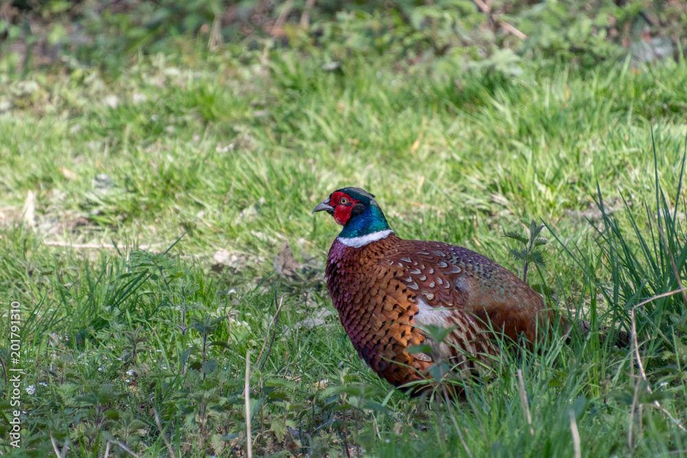 Naklejka premium Common Pheasant (phasianus colchicus) at Weir Wood Reservoir