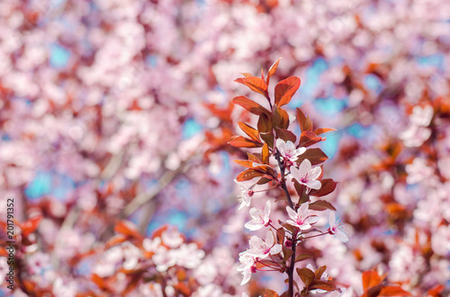 apricot blossom on a sunny day, the arrival of spring, the blossoming of trees, pink buds on a tree, natural wallpaper © Andrii Yalanskyi