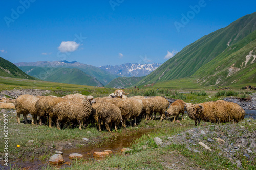 Sheeps in Truso valley, Georgia photo