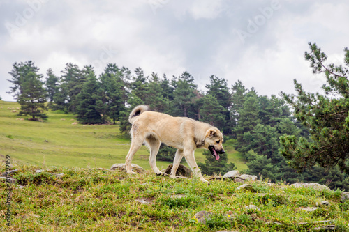 Shepherd dog, Tusheti