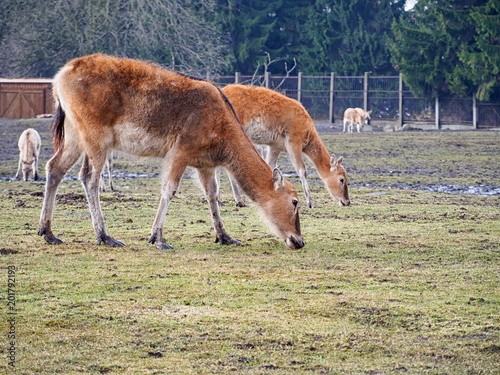 Fototapeta Naklejka Na Ścianę i Meble -  Pere David's deer also known as the Milu or Elaphure