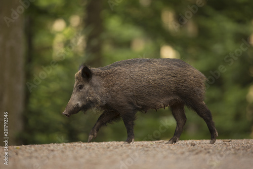 Close up large wild boar Sus scrofa swine calm female walking on the path in the dark wood. Wildlife tranquil scene with long furry animal. Mammal of well visible female sex.