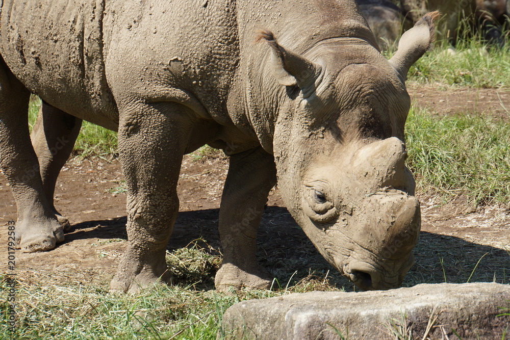 Obraz premium クロサイ