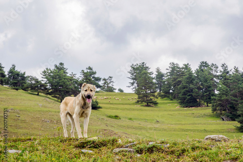 Shepherd dog, Tusheti