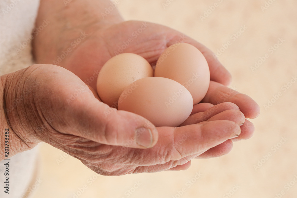 Chicken eggs in the hands Chicken eggs in the hands