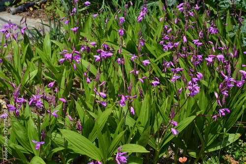 Hyacinth orchid photo