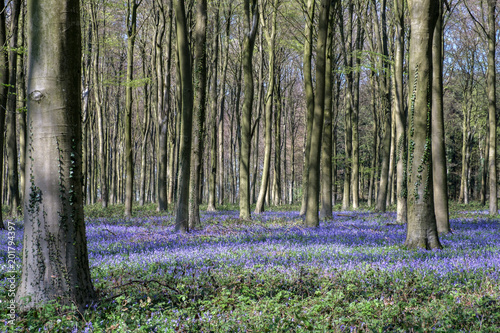 Bluebells in Wepham Wood