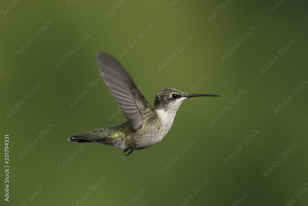 Fototapeta premium Great Flyer