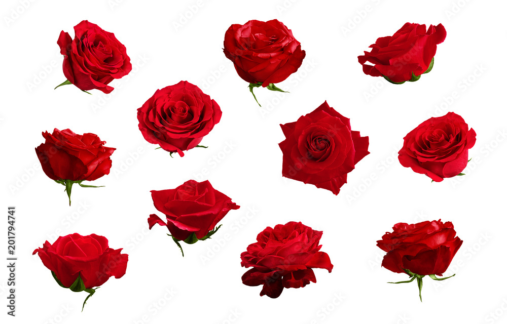 Set of beautiful red or scarlet roses. Isolated, white background. Set of beautiful red or scarlet roses. Isolated, white background.