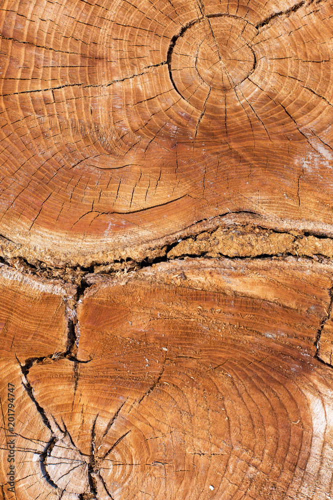 Fototapeta premium Stump texture on the cut, beautiful wood texture rustic