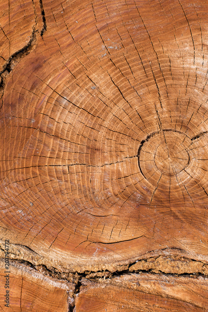 Naklejka premium Stump texture on the cut, beautiful wood texture rustic