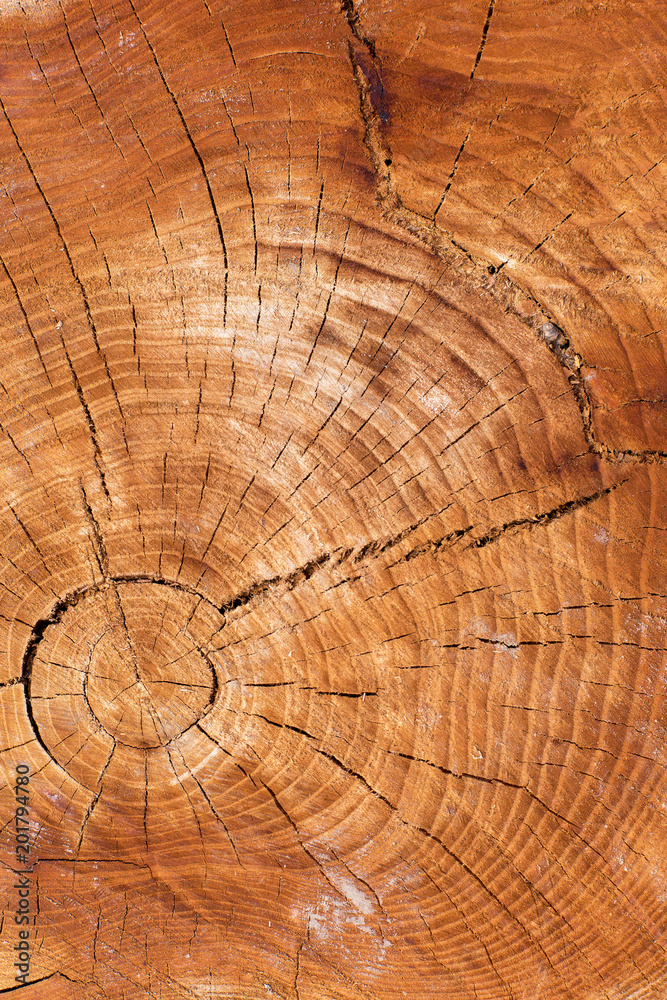 Naklejka premium Stump texture on the cut, beautiful wood texture rustic