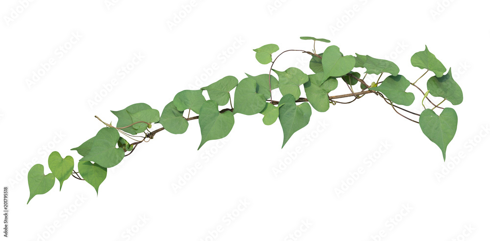 Fototapeta premium vine plant isolated on white background. Clipping path