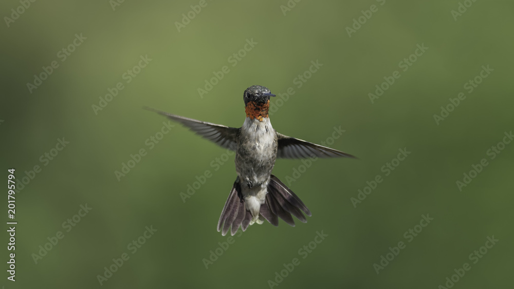 Fototapeta premium Signal Man