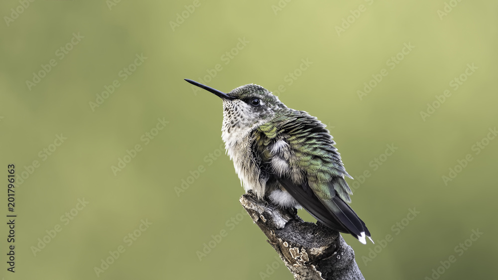 Obraz premium That Fluffy Feeling