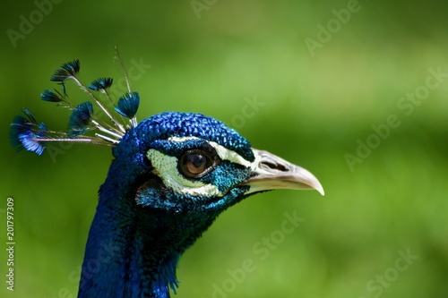 peafowl peacok portrait blurred background pattern blue bird 