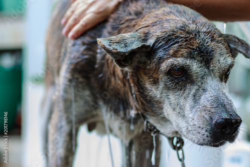 Bath time for pet