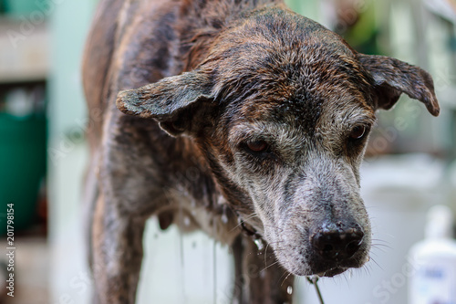 Bath time for pet