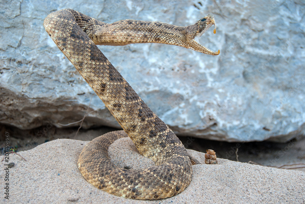 Fototapeta premium atakowanie zwiniętego węża grzechotki w piasku na tle skały