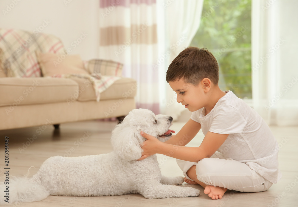 Little boy and bichon frise dog at home Little boy and bichon frise dog at home