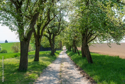 Allee mit Schotterstra  e