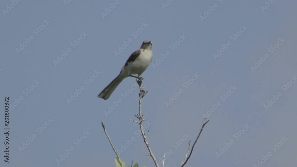 Small bird on a tree branch Small bird on a tree branch