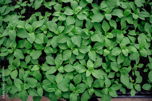 Green leaf background. Top view of petunia seedlings growing in greenhouse. 