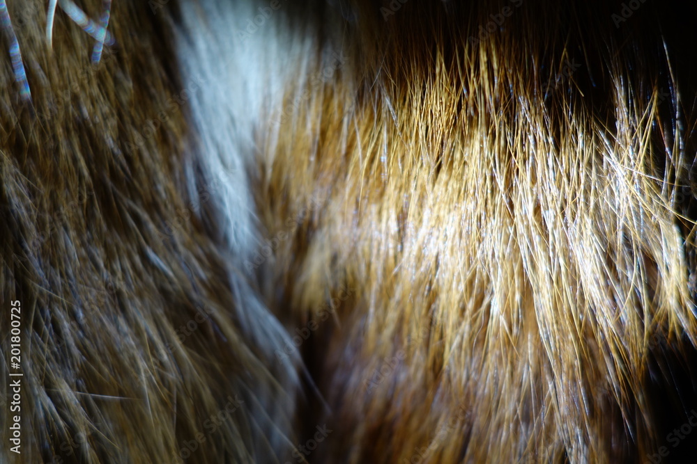 Fototapeta premium Golden and brown fur texture background